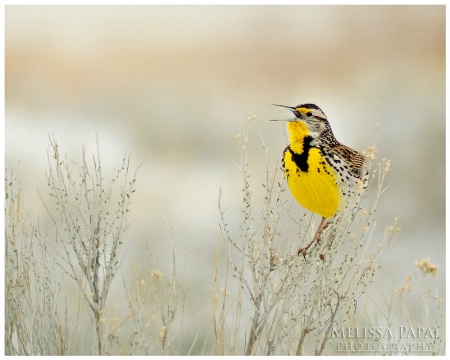 Meadowlark's Song