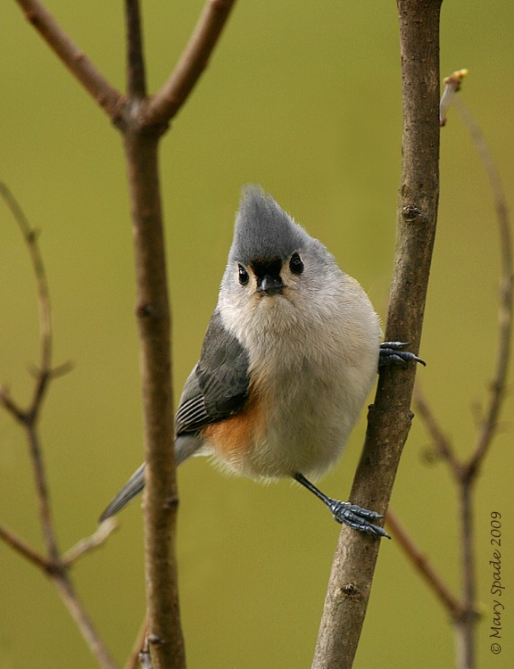 Tuffy the Titmouse