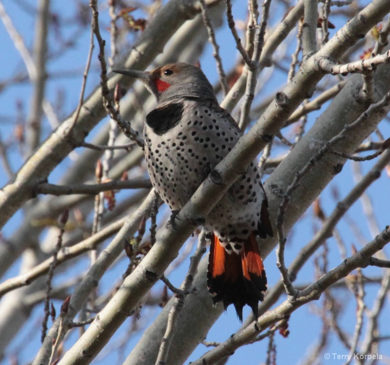 Northern Flicker Woodpecker - ID: 8100552 © Terry Korpela