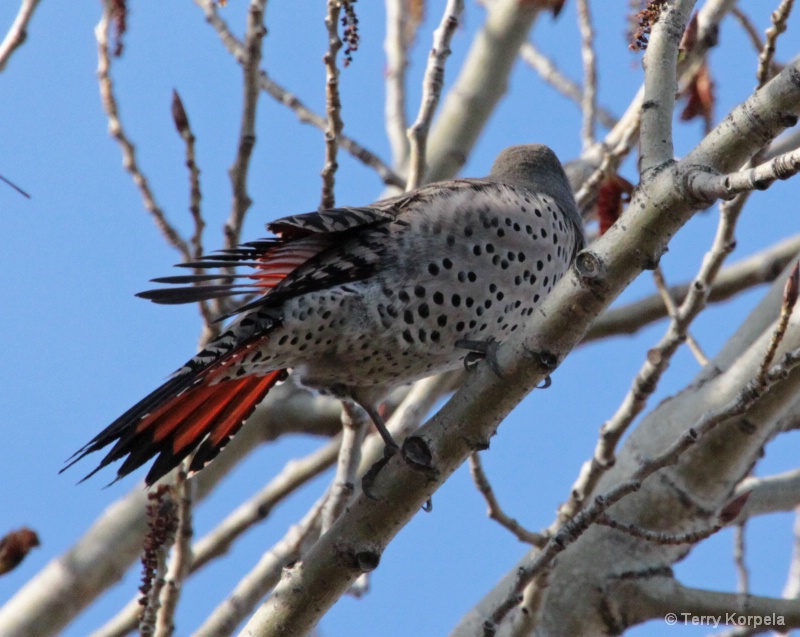 Northern Flicker Woodpecker - ID: 8100553 © Terry Korpela