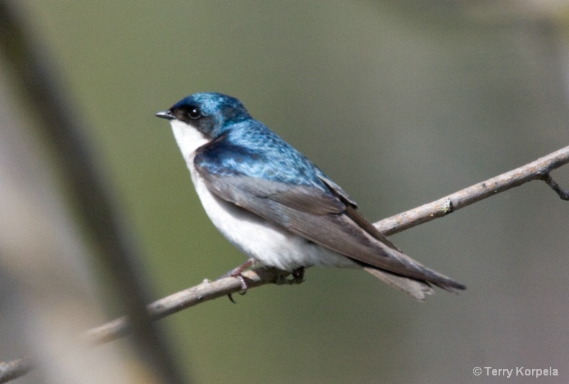 Tree Swallow - ID: 8100554 © Terry Korpela