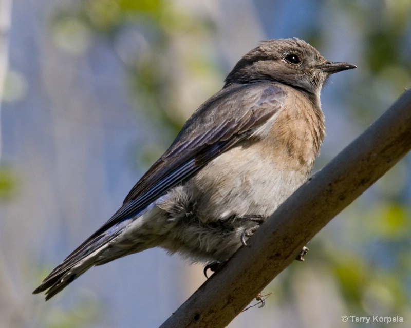 Western Bluebird female - ID: 8100556 © Terry Korpela