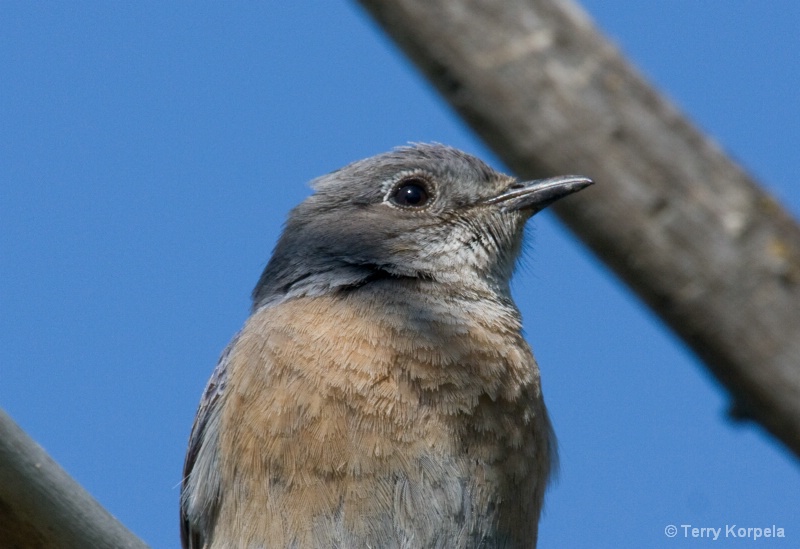 Western Bluebird female - ID: 8100557 © Terry Korpela