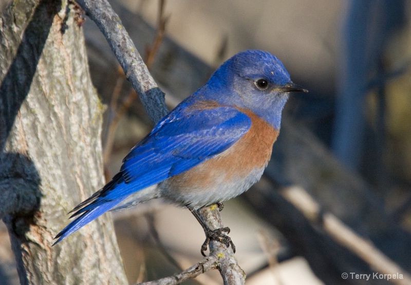Western Bluebird male - ID: 8100559 © Terry Korpela