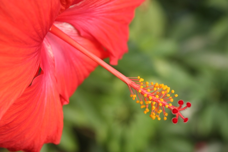 Tropical Hibiscus