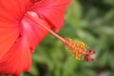 Tropical Hibiscus