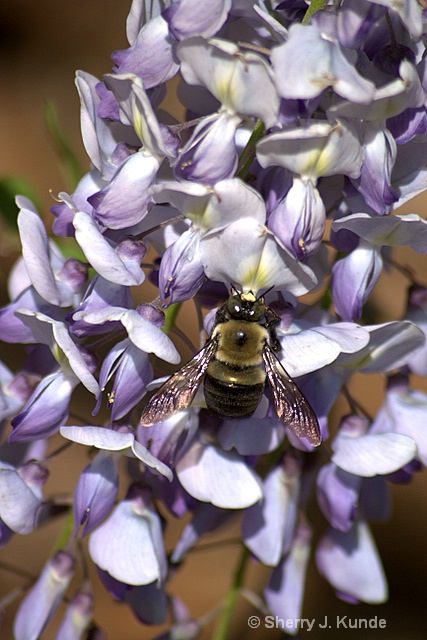 Bee In The Wisteria