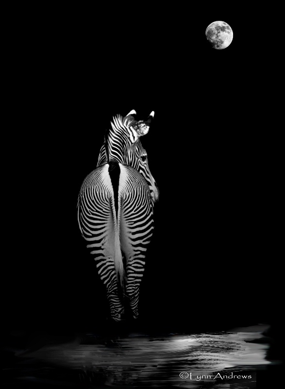 The Zebra and the Moon - ID: 8101027 © Lynn Andrews