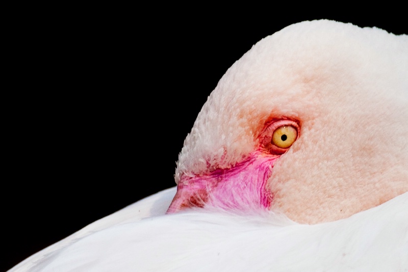 Greater Flamingo - ID: 8101028 © James E. Nelson