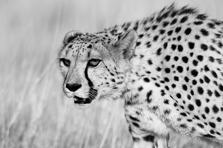 Cheetah (captive in Namibia) pseudo-infrared