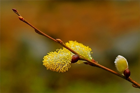 Pussy Willow in Bloom