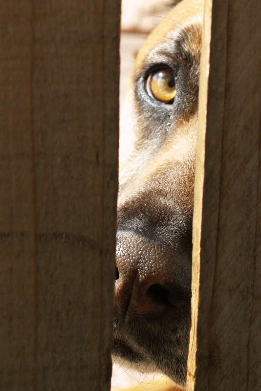 Peeking Through the Fence
