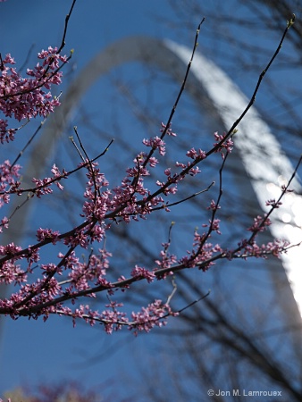 Spring Buds in St Louis