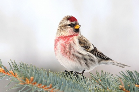 Common Redpoll - Breeding Male