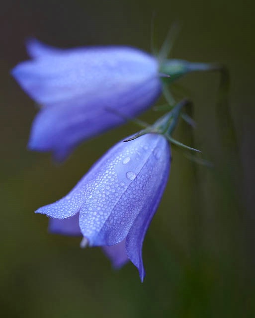 Dewy Bells