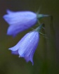 Dewy Bells