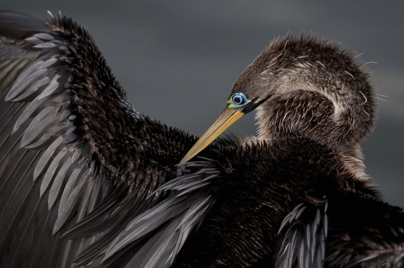 Anhinga at the Everglades