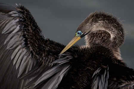 Anhinga at the Everglades