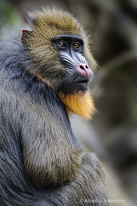 Mandrill Portrait