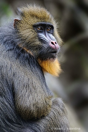 Mandrill Portrait