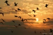Daybreak