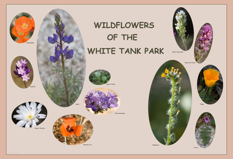 Wildflowers of the White Tank Park - ID: 8107678 © Patricia A. Casey