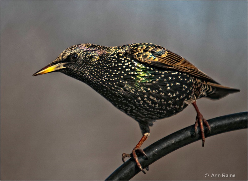 Starling #4