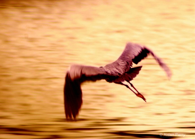 flight of the heron 