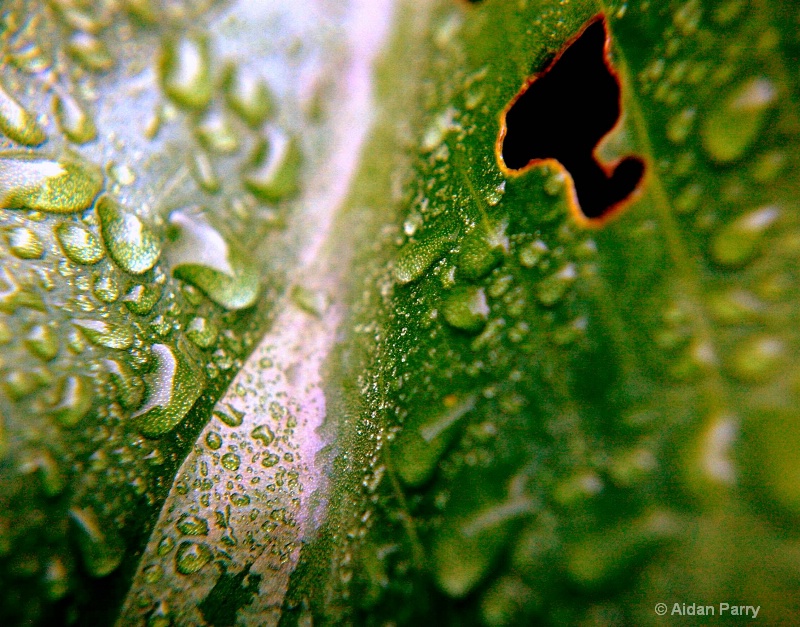 water droplets on tulip leaf