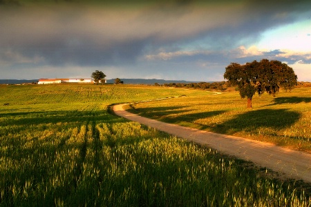 Shadows in the evening