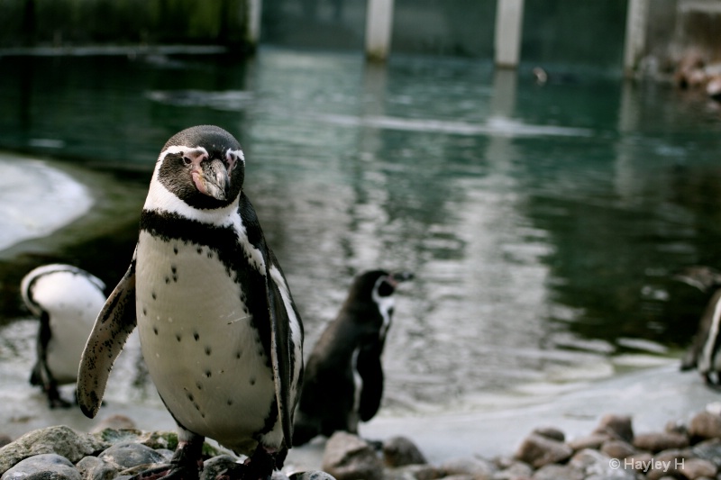 King of the Penguin World