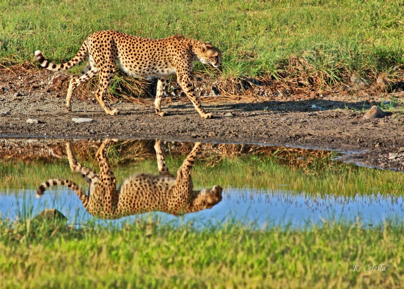 Cheetah Reflection