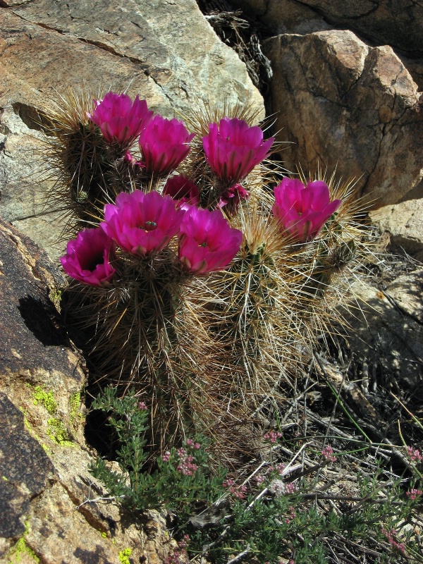 Echinocereus Longisetus (Native Hedgehog Cactus) - ID: 8110061 © Patricia A. Casey