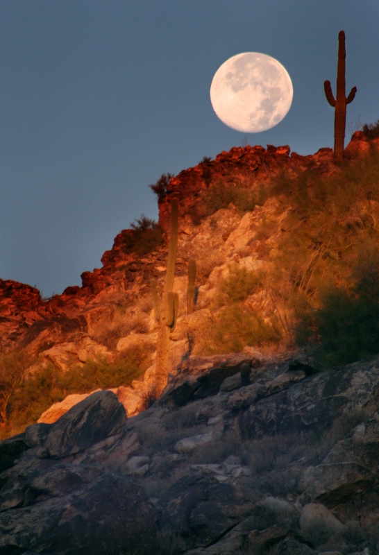 Saguaro said to the moon..... - ID: 8110070 © Patricia A. Casey