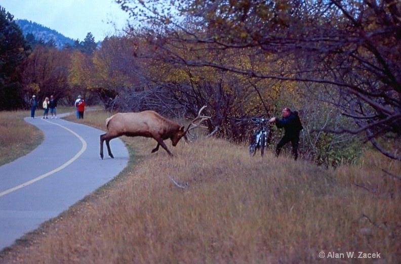 Bull Elk Attack on Man in Estes Park Colorado