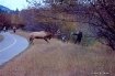 Bull Elk Attack o...