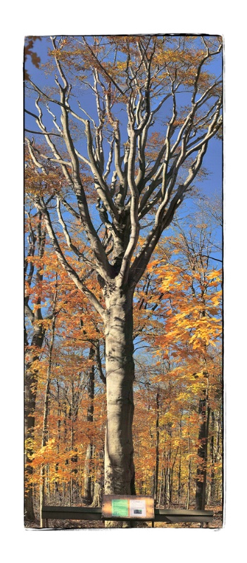 birch-treesmallcopy - ID: 8111639 © Alfredo Torres