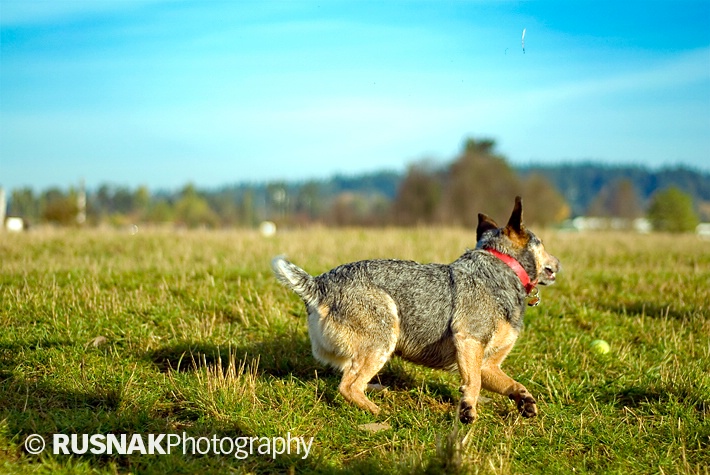 Heeler