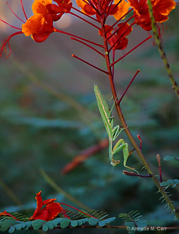 The Mantis Prays  G