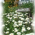 © John M. Hassler PhotoID # 8112462: Shasta Daisies by the Sundial