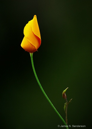 Elegance in Nature: California Poppy and Sibling. 