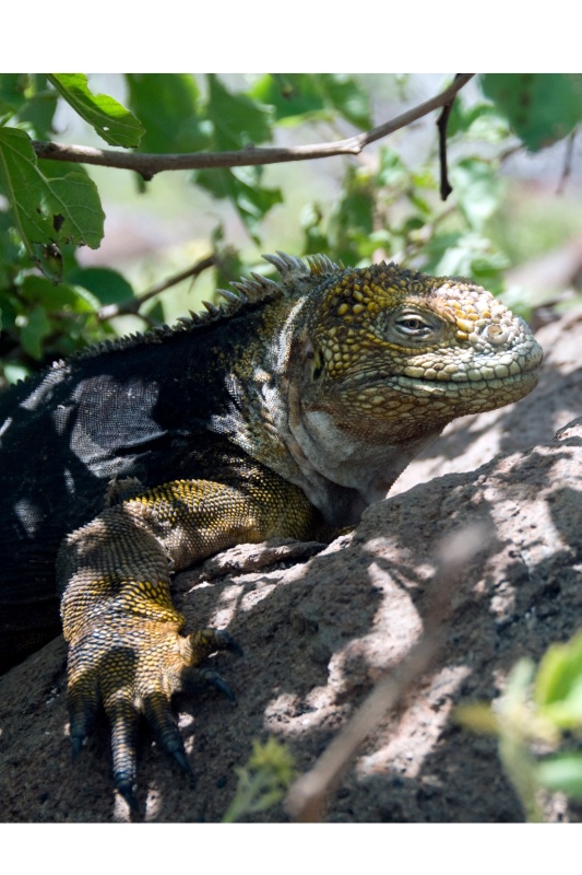 Female Land Iguana 2 - ID: 8117301 © Ann E. Swinford