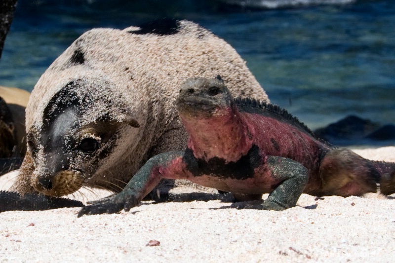 Beach buddies 1 - ID: 8117309 © Ann E. Swinford