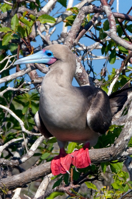 Red Footed Booby 1 - ID: 8117314 © Ann E. Swinford