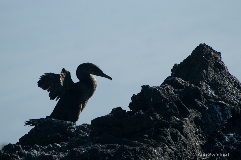 Flgithless cormorant - ID: 8117316 © Ann E. Swinford