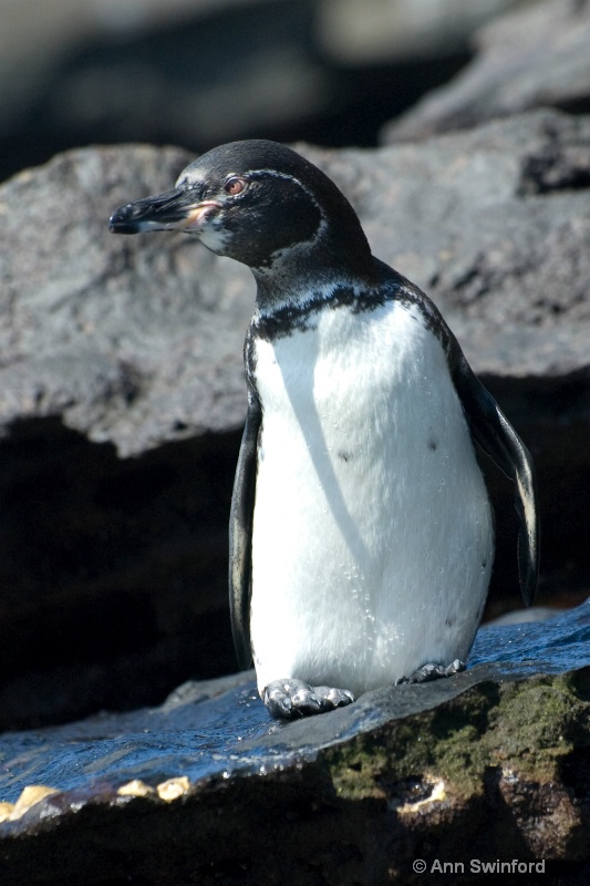 Galapagos Penguin - ID: 8117317 © Ann E. Swinford