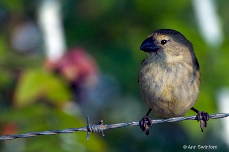 One of Darwin's 13 - ID: 8117331 © Ann E. Swinford