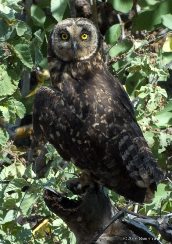 Short-earred owl - ID: 8117342 © Ann E. Swinford