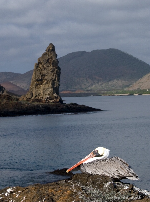 Pinnacle and  pelican - ID: 8117377 © Ann E. Swinford
