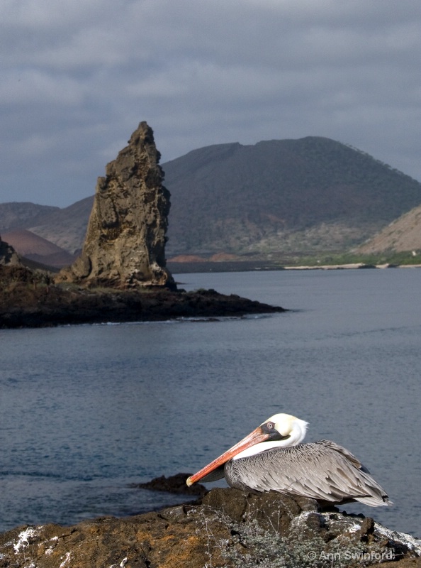 Pinnacle and pelican - ID: 8117377 © Ann E. Swinford